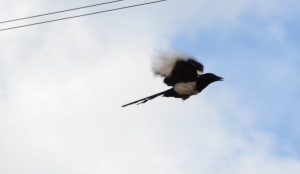 Magpie caught in mid flight with telephon wires in the background