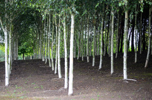 Birch trees all planted in straight lines