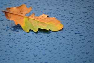 Brown and green leaf on a blue surface surrounded by raindrops