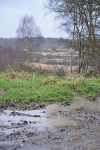 A view across muddy puddles between trees and out across common land