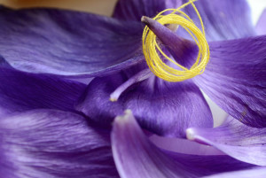 Violet anemone petals with yellow cotton wrapped around them