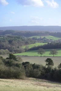 Portrait view of a landscape showing rolling hills and trees