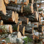 Fresh cut logs piled up on one another showing their cut ends and lichen and bark
