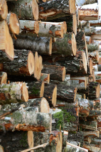 Fresh cut logs piled up on one another showing their cut ends and lichen and bark