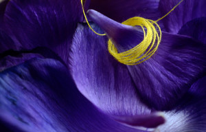 Violet anemone petals with yellow cotton wrapped around one petal in the top righ corner